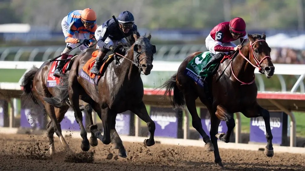 Forever Young é o primeiro cavalo japonês a conquistar a Breeders' Cup Classic, nos Estados Unidos