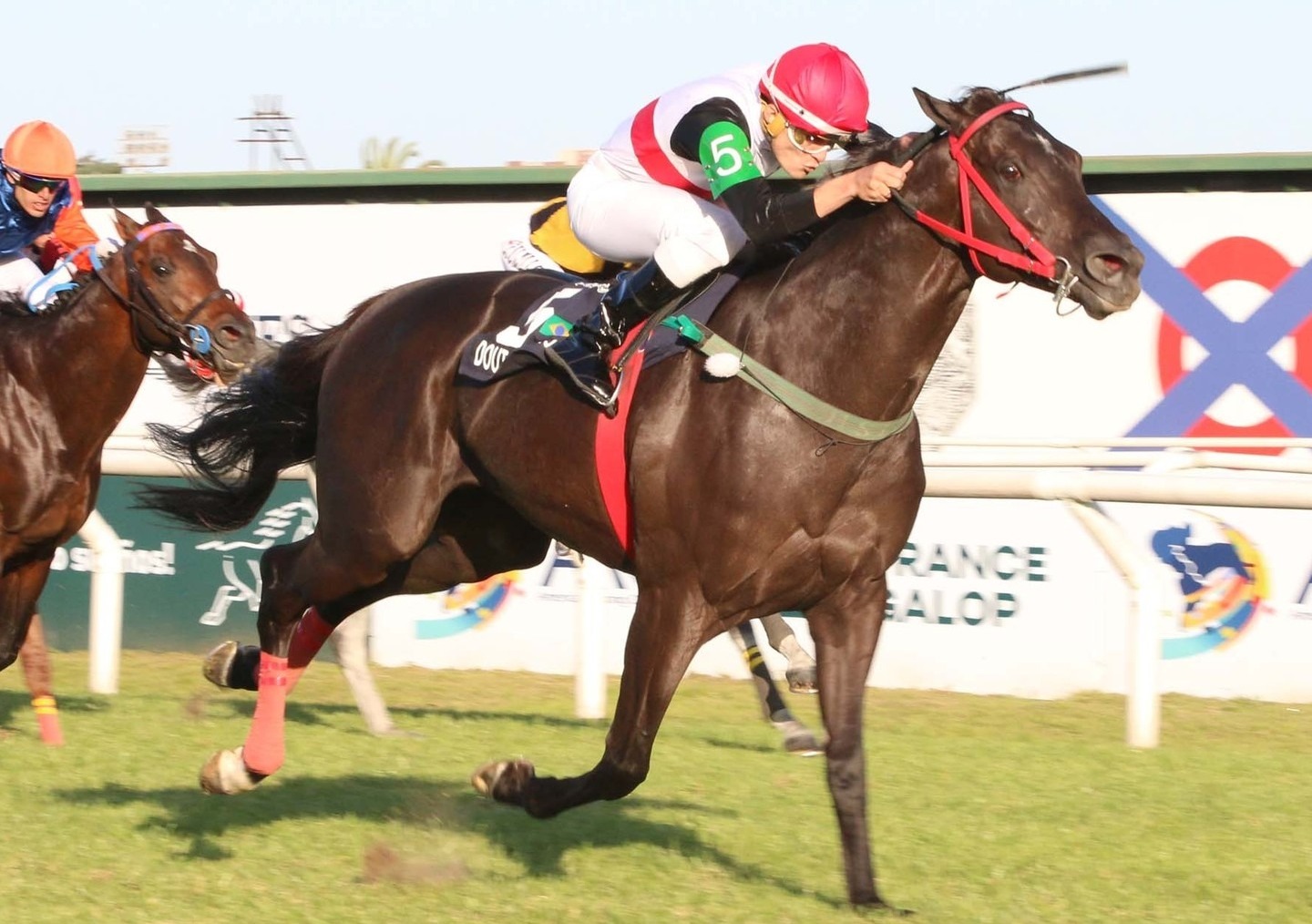 Doutor Sureo  o campeo do Clssico Latino-Americano, em San Isidro