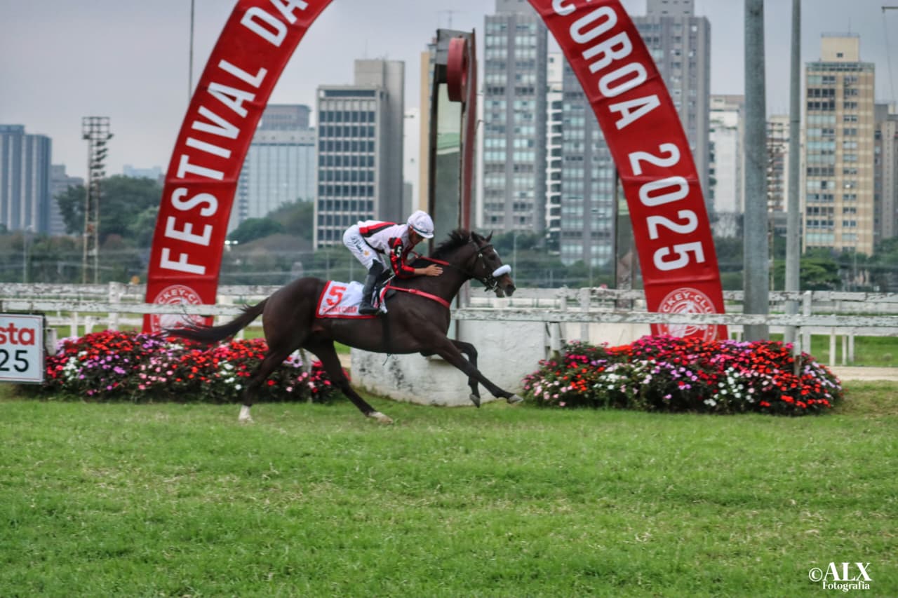 Havana Cigar conquista o GP Derby Paulista, no hipódromo de Cidade Jardim