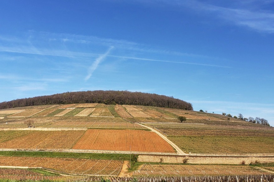 Corton-Charlemagne: origem de vinhos espetaculares, cercados por lendas e muita histria