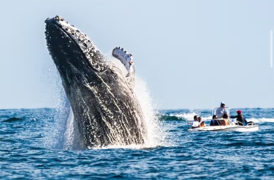 Baleia jubarte salta perto de um barco em ilha no Rio e fotgrafo consegue captar o momento