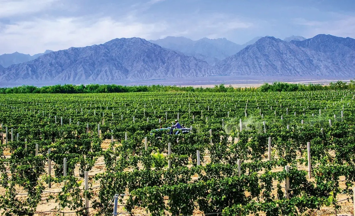 China se expande no mercado de vinhos e surpreende pela qualidade